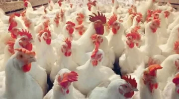 أسعار الدواجن والبيض اليوم الإثنين في أسواق الوادي الجديد بالتفصيل