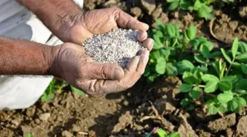 انخفاض أسعار الأسمدة اليوم في الأسواق مع استقرار اليوريا العادي