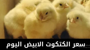 الكتكوت بكام؟ سعر الكتكوت الأبيض اليوم عمر يوم في بورصة الدواجن الرئيسية