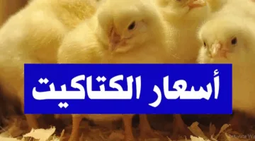 “اشتري وربي” سعر الكتكوت الأبيض اليوم عمر يوم في بورصة الدواجن الرئيسية