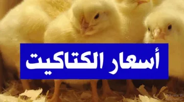 بعد ارتفاع الفراخ.. سعر الكتكوت الأبيض اليوم عمر يوم في بورصة الدواجن الرئيسية