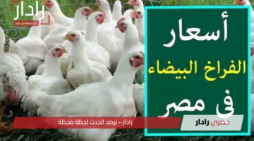 “اشتري قبل الغلاء”.. أسعار الفراخ البيضاء في مصر اليوم 16 أبريل 2025 في بورصة الدواجن