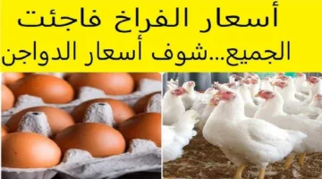 “بورصة الدواجن” أسعار الدواجن وكرتونة البيض اليوم الثلاثاء الموافق 29 أبريل 2025