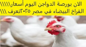 مفاجأة في سعر الفراخ البيضاء اليوم والكتاكيت في الأسواق المحلية