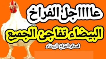 الكيلو بكام.. بورصة الدواجن اليوم أسعار الفراخ البيضاء في السوق المصري