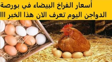 “بورصة الدواجن” أسعار الفراخ البيضاء اليوم الأحد 27 أبريل 2025 في السوق المحلي
