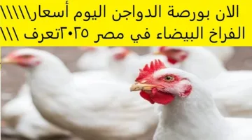 زيادة جديدة في اسعار الفراخ في بورصة الدواجن اليوم والأسواق المصرية للمستهلكين