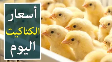 (القصبي والوطنية) أسعار الكتكوت الأبيض اليوم الاثنين 28 ابريل 2025 في جميع الشركات
