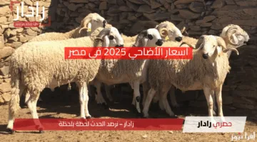 “قفزة كبيرة” أسعار الأضاحي 2025.. كيلو البقري والضأن يصل لمستويات قياسية “تفاصيل تهمك قبل الشراء”