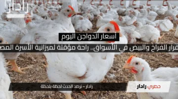 استقرار الفراخ والبيض في الأسواق.. راحة مؤقتة لميزانية الأسرة المصرية!
