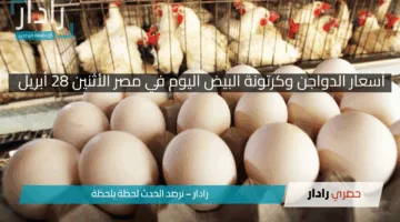 “انخفاض قياسي فى أسعار البيض والدواجن”.. فرحة تعم الأسواق وتحذيرات من الكارثة القادمة!!
