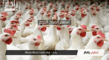 أسعار الفراخ اليوم الأربعاء 30 أبريل 2025 وسعر البيض في بورصة الدواجن الآن والأسواق