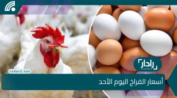 إلحق خزن… أسعار الفراخ البيضاء والحمراء والبيض اليوم الأحداث 13 أبريل 2025