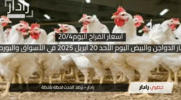 الفراخ ثابتة.. أسعار الدواجن والبيض اليوم الأحد 20 أبريل 2025 في الأسواق والبورصة بدون مفاجآت