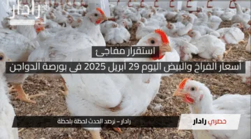 استقرار مفاجئ في أسعار الفراخ والبيض اليوم 29 أبريل 2025 فى بورصة الدواجن