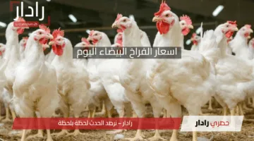 أسعار الفراخ والبيض في مصر اليوم الجمعة 25 أبريل 2025.. تغيرات مستمرة تهم كل بيت