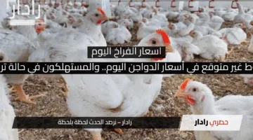 “هبوط غير متوقع في أسعار الدواجن اليوم.. والمستهلكون في حالة ترقب!”