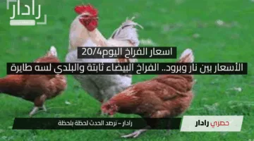 الأسعار بين نار وبرود.. الفراخ البيضاء ثابتة والبلدي لسه طايرة