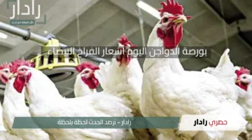 إلحقي خزني ياست البيت.. بورصة الدواجن اليوم أسعار الفراخ البيضاء