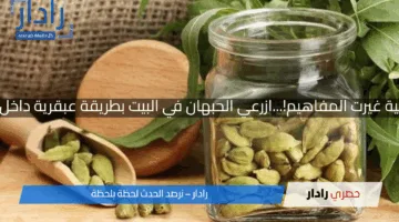 تجربة ست مغربية غيرت المفاهيم!…ازرعي الحبهان في البيت بطريقة عبقرية داخل زجاجة بلاستيك