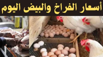 أنزل اشتري.. سعر كرتونة البيض اليوم للمستهلك الإثنين 7 أبريل 2025 داخل الأسواق
