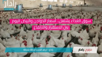 سوق الغذاء يشتعل..أسعار الدواجن والبيض اليوم بين الاستقرار والارتفاع