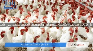 استقرار أسعار الدواجن في مصر اليوم الخميس 17 أبريل 2025 تفاصيل كاملة للأسواق والبورصة