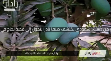 مانجو من ذهب.. سعودي يكتشف صنفا نادرا يتحول إلى قصة نجاح في جازان