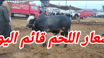 “قبل عيد الأضحى” سعر كيلو اللحم البقري قائم اليوم في مصر.. بين 175 و180 جنيهًا