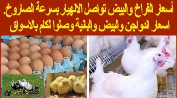 “الكيلو بكام” بورصة الدواجن أسعار الفراخ اليوم الأربعاء 7 مايو 2025 بالأسواق
