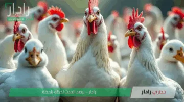 «ارتفاع جديد» سعر الفراخ اليوم يواصل الزيادة الخميس 15 مايو 2025 بالمحافظات