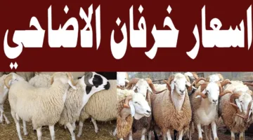 “المستورد والمحلي” اسعار الاضاحي 2025 للمستهلكين في الأسواق قبل عيد الأضحى
