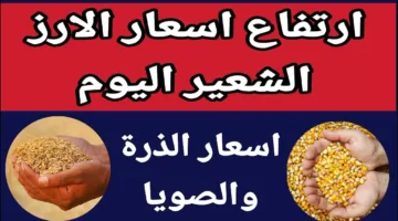 الطن عامل كام؟ سعر الأرز الشعير اليوم السبت 17 مايو 2025 للمستهلكين والتجار في مصر