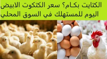 هبوط ملحوظ لسعر الكتكوت الأبيض اليوم في جميع الشركات (الوطنية والقصبي والوادي)