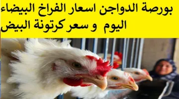 الكيلو بكام؟ زيادة جديدة لأسعار الفراخ البيضاء اليوم في بورصة الدواجن والأسواق المصرية للمستهلك