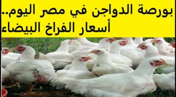 الكيلو بكام؟ ارتفاع أسعار الفراخ البيضاء اليوم في بورصة الدواجن وفي الأسواق المصرية للمستهلكين