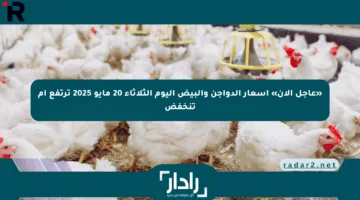 «عاجل الآن» أسعار الدواجن والبيض اليوم الثلاثاء 20 مايو 2025 ترتفع أم تنخفض