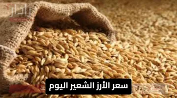 سعر الأرز الشعير اليوم 26 يونيو 2025.. استقرار نسبي في الأسواق المحلية