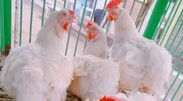 أسعار الدواجن في كفر الشيخ السبت 26 يوليو وتراجع سعر الفراخ البيضاء إلى 76 جنيها