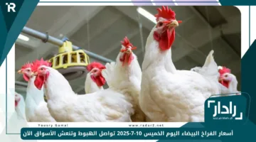 «تراجع مفاجئ» أسعار الفراخ البيضاء اليوم الخميس 10-7-2025 تواصل الهبوط وتنعش الأسواق الآن
