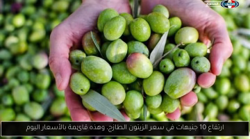 ارتفاع جديد في سعر الزيتون الطازج.. تعرف على قائمة الأسعار اليوم