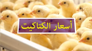 تغير جديد في أسعار الكتكوت الأبيض والدواجن والبيض بمصر.. تعرف على الأسعار المحدثة اليوم الثلاثاء 26 أغسطس 2025