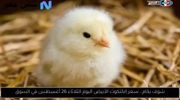 تغير جديد في سعر الكتكوت الأبيض اليوم.. تعرف على السعر في السوق الثلاثاء 26 أغسطس