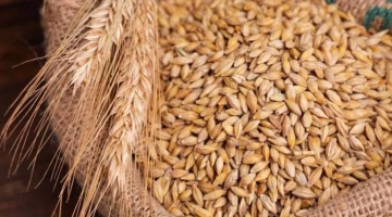 تغير جديد في سعر طن أرز الشعير اليوم الأربعاء.. كم بلغ الآن؟