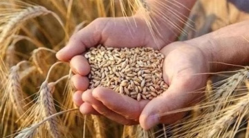 تغير جديد في سعر طن الأرز الشعير الأحد 24 أغسطس 2025.. تعرف على السعر المحدث