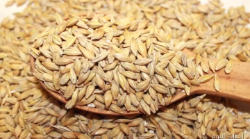 تغير جديد في سعر طن الأرز الشعير اليوم.. تعرف على تحديثات السوق 24 أغسطس في مصر