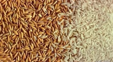 تغير جديد في سعر طن الأرز الشعير “رفيع وعريض” اليوم الأحد.. تعرف على الأسعار في الأسواق المصرية